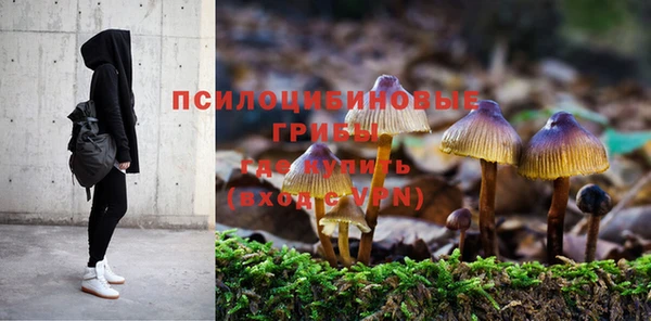 прущие грибы Верея